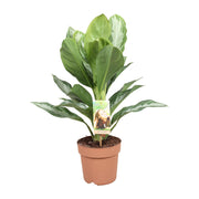 Aglaonema Silver Bay – Chinesische Immergrüne – Ø 17 cm – ↕ 55 cm