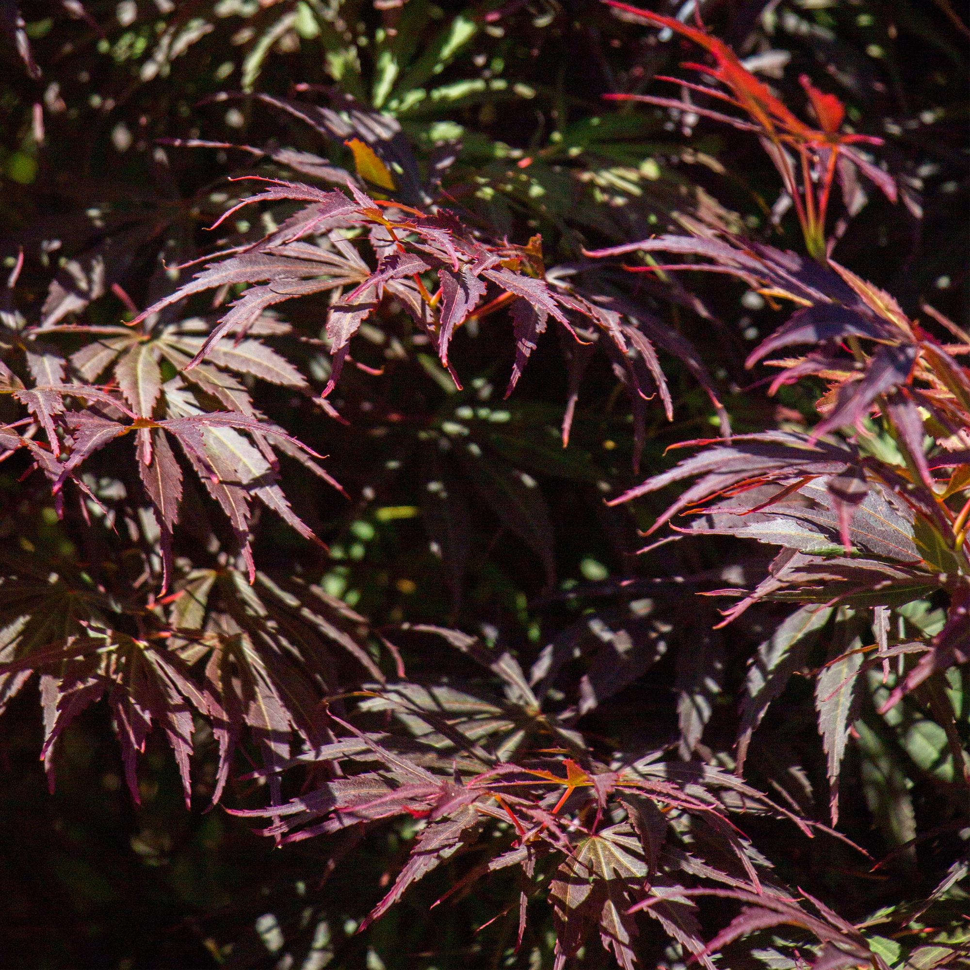 Green boutiQ – Terrassenpflanze – Japanischer Ahorn (Acer palmatum Trompenburg) – Dunkelviolett – 1 Pflanze – Laubabwerfend – Topf 19 cm, Höhe 70 cm