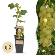 Vitis vinifera Lakemont - Druivenplant - Winterhard - Goudgele Druif - 2 Planten - Pot 15cm - Hoogte 50cm