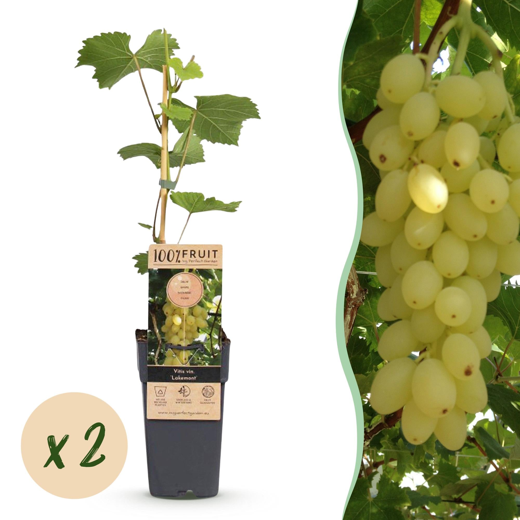 Vitis vinifera Lakemont - Druivenplant - Winterhard - Goudgele Druif - 2 Planten - Pot 15cm - Hoogte 50cm