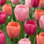 80x Tulipa Positive Vibe - Cebulki kwiatowe - Tulip Positive Vibe - Różne - Kwitnące wiosną - Rozmiar cebulki 11/12