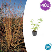 48x Cornus sang. 'Arancia invernale di Anny' - ↕10-25cm - Ø9cm