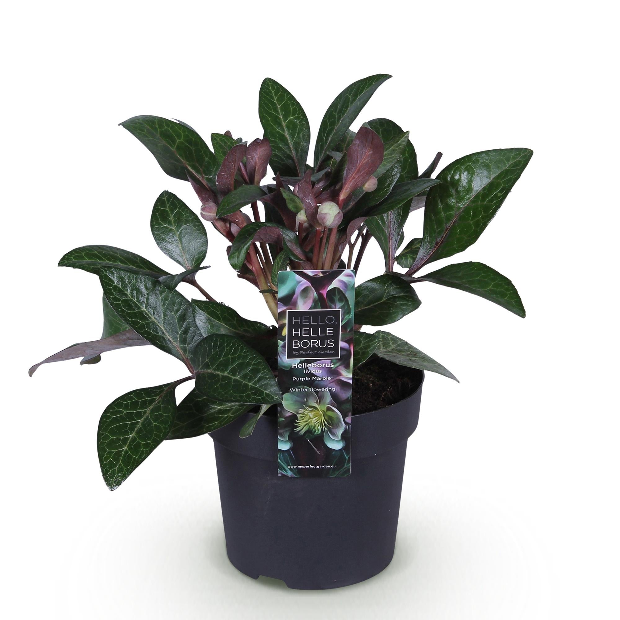 Lenten Rose - Helleborus lividus Purple Marble - Paarse Bloem -1 Plant - Groenblijvend - Pot 14cm Hoogte 35cm