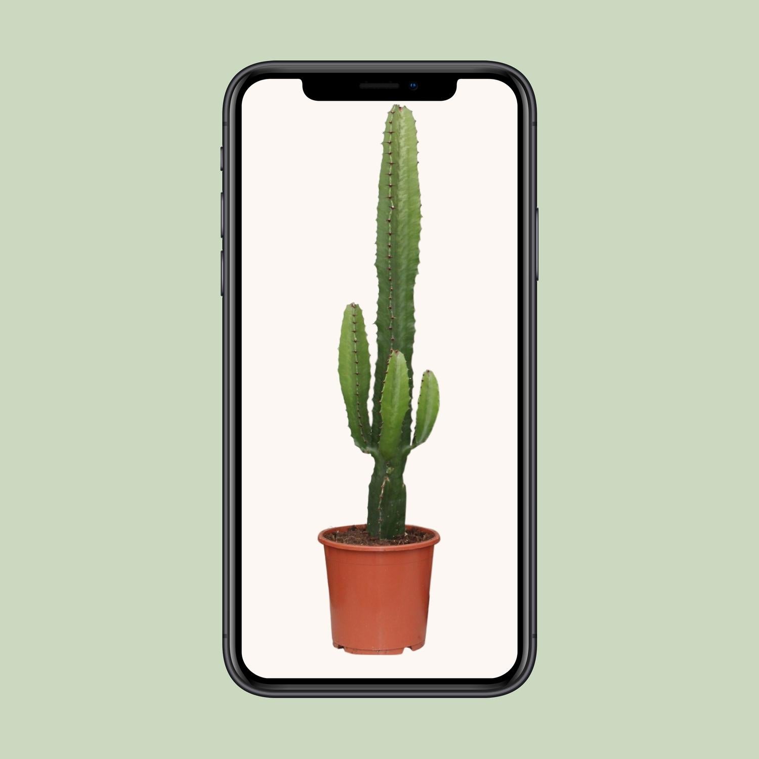 Euphorbia acrurensis - Ø17 cm - ↕50 cm
