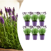 Lot de 6 Lavandula stoechas Anouk® - Pot de 12 cm - Lot de 6 lavandes françaises