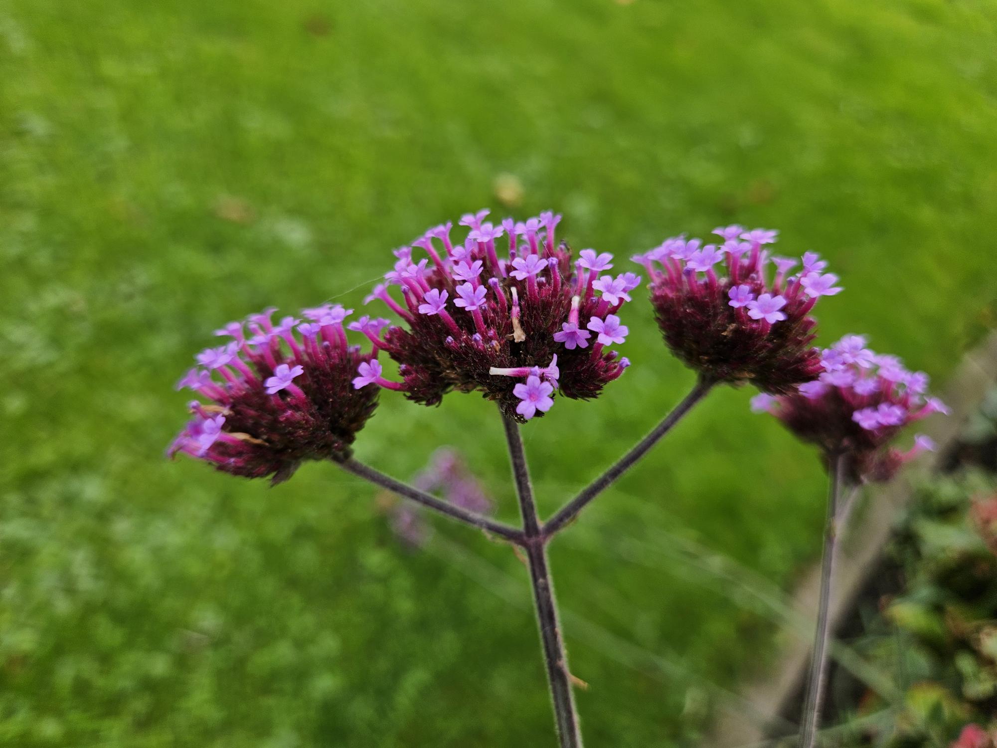 Buono sconto 60x Verbena. 'Lecca-lecca' - ↕10-25cm - Ø9cm