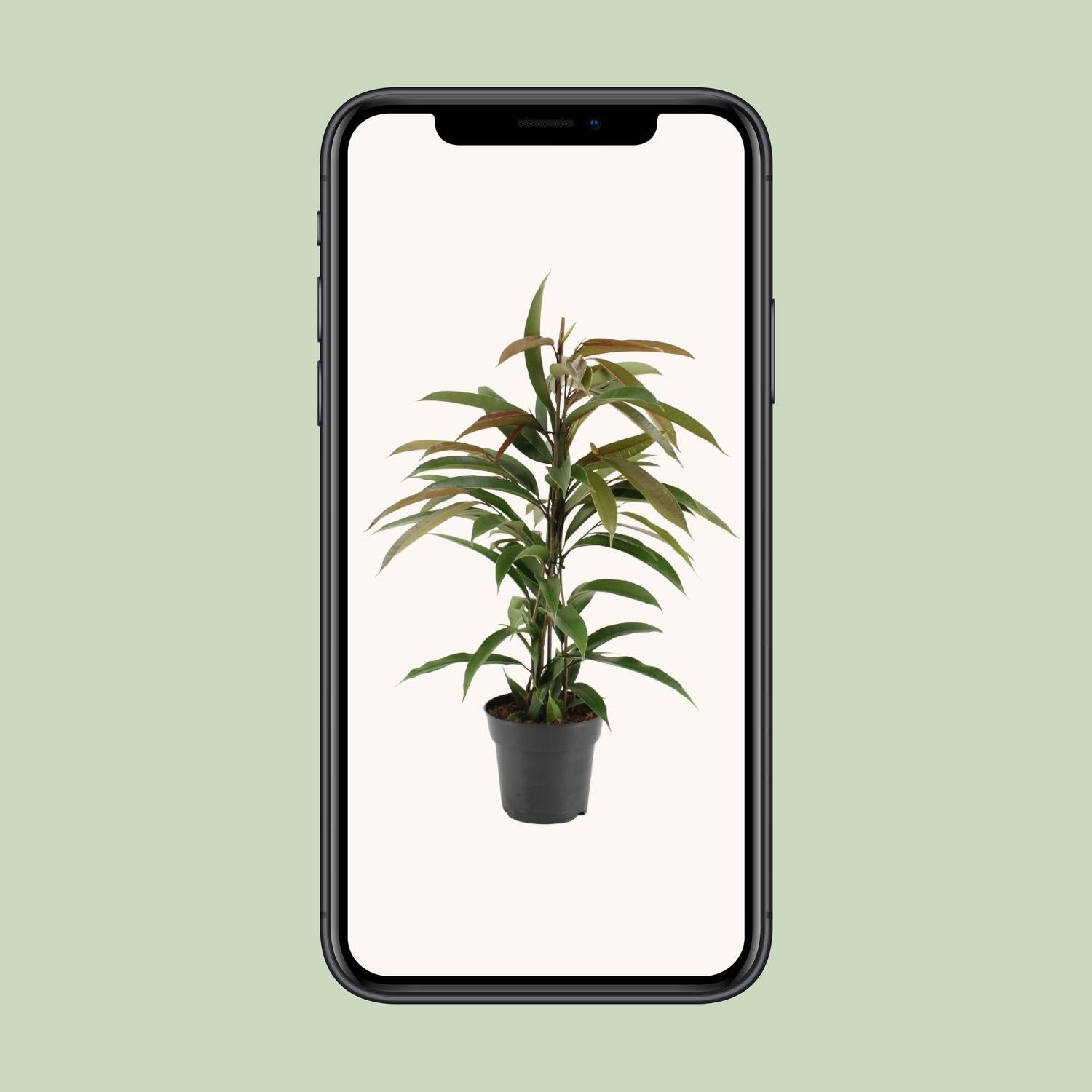 Ficus Binnendijkii Amstel King – Ø17cm – ↕70cm