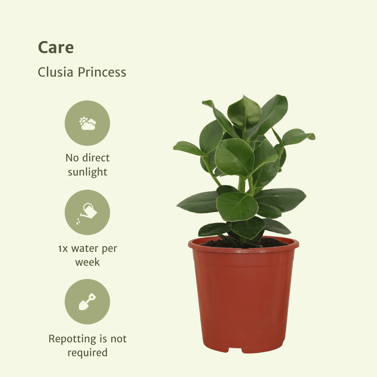 Clusia Princess (Albero Firma) - 2 pezzi - Ø12cm - ↕15cm