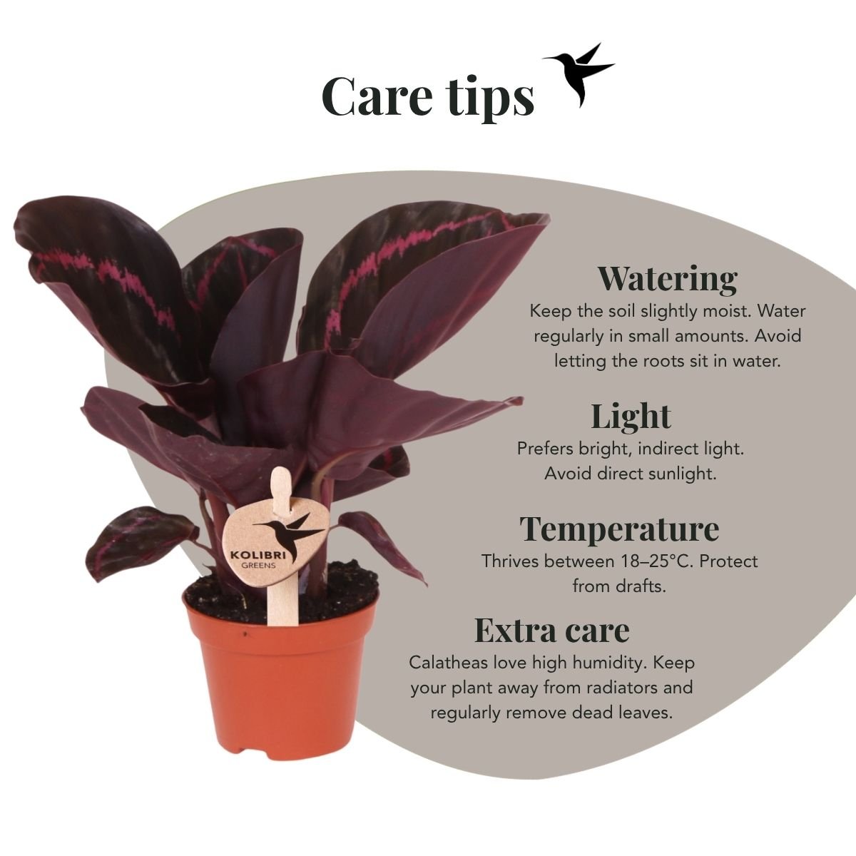 Kolibri Greens | Calathea Dottie - Ø6cm