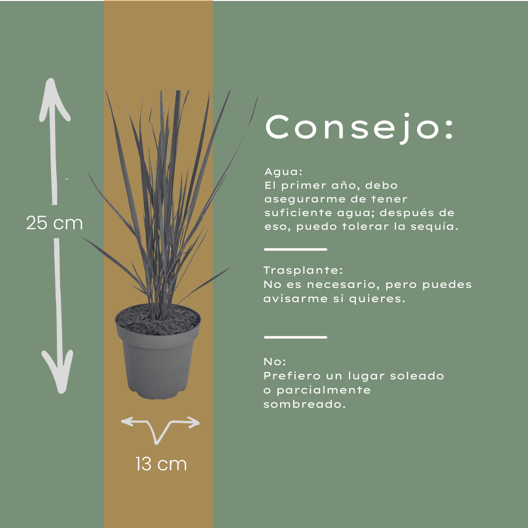 6x Panicum virgatum ‘Northwind’ – Sterk opgaand siergras met strakke groeivorm | Potmaat 12 cm