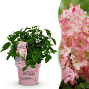 Hydrangea panniculata Groundbreaker Blush - Pluimhortensia - Winterhard - Roze - 1 Plant - Pot 14cm - Hoogte 20-25cm