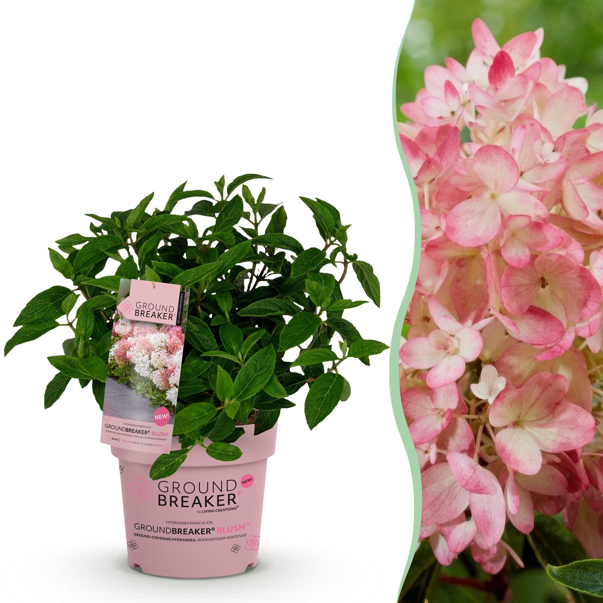 Hydrangea panniculata Groundbreaker Blush - Pluimhortensia - Winterhard - Roze - 1 Plant - Pot 14cm - Hoogte 20-25cm