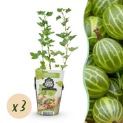 Kruisbes - Ribes uva-crispa Hinnonmaki Grun - Winterhard - 3 Planten - Pot 9 cm - Groene Bes