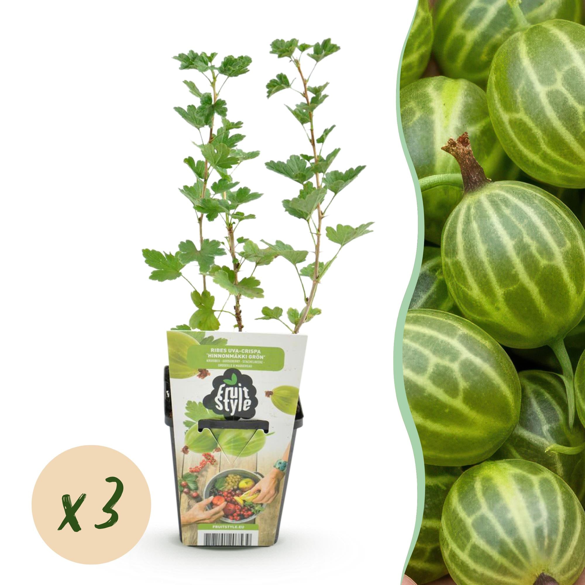 Kruisbes - Ribes uva-crispa Hinnonmaki Grun - Winterhard - 3 Planten - Pot 9 cm - Groene Bes