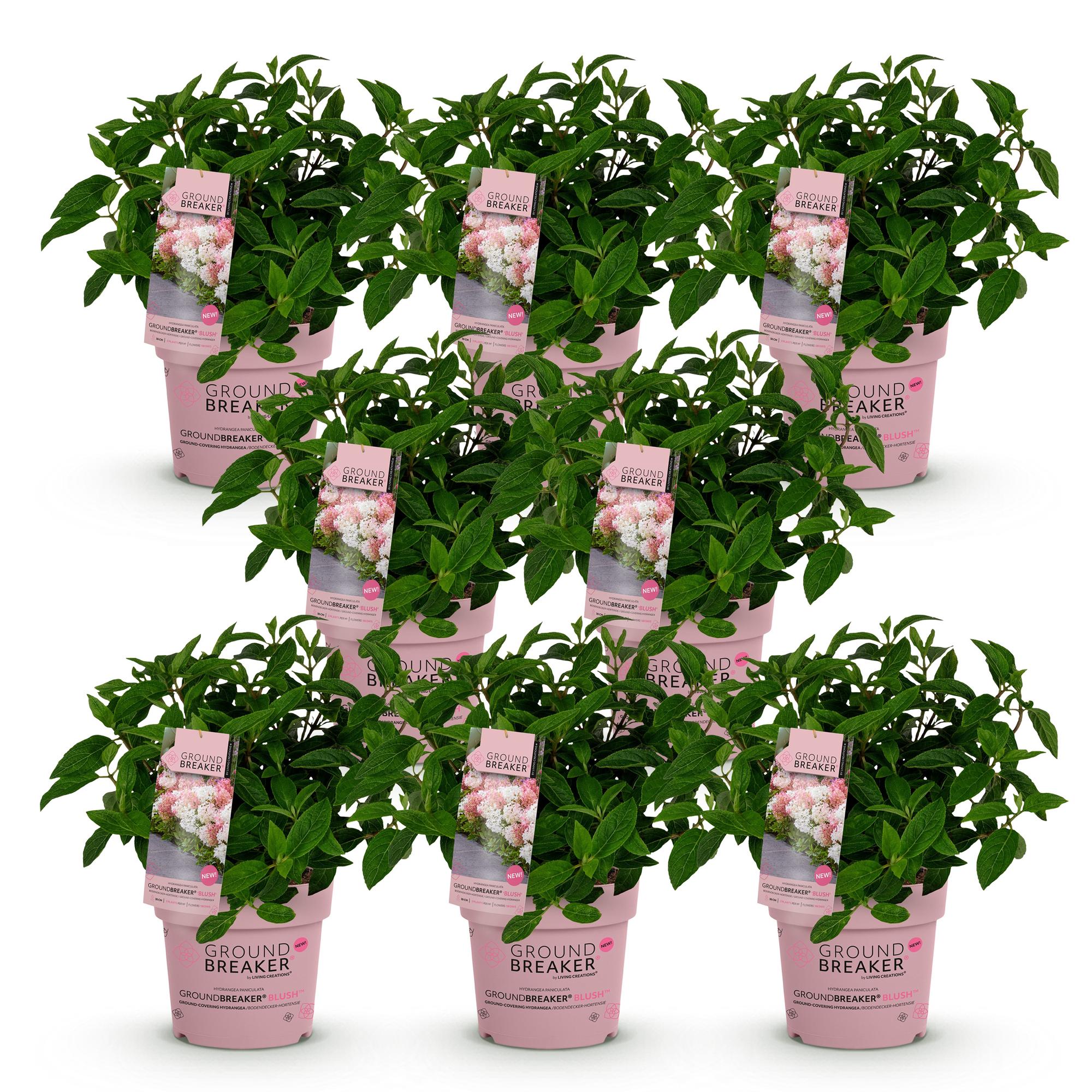 Hydrangea panniculata Groundbreaker Blush - Pluimhortensia - Winterhard - Roze - 8 Planten - Pot 14cm -Hoogte 20-25cm