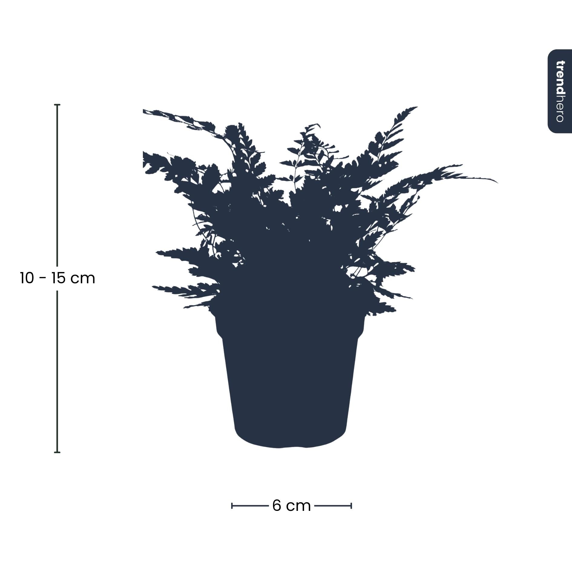 Farn - Athyrium spicatum - Terrarienpflanze - Topfgröße 6