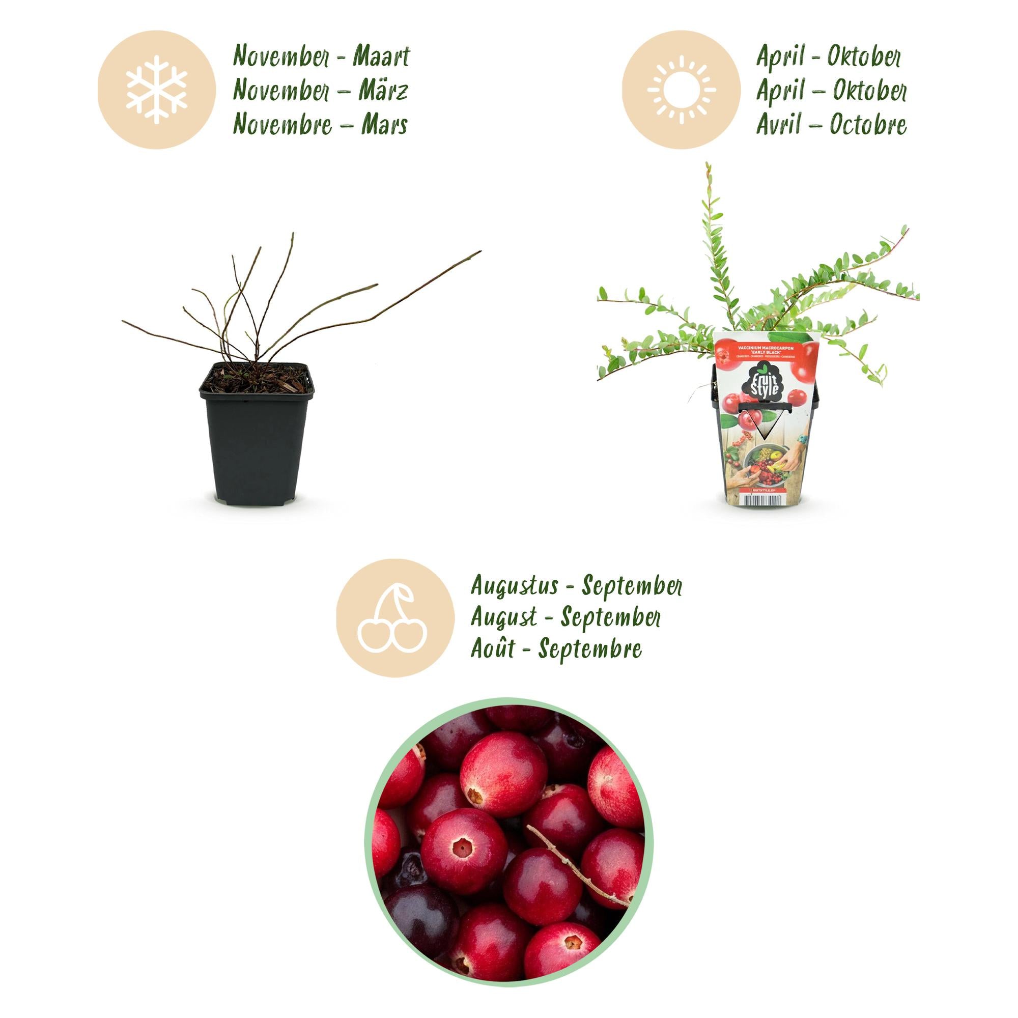 Blauwe Bes - Vaccinium macrophylla Early Black - Winterhard - 6 Planten - Pot 9 cm - Donker Rode  Bes
