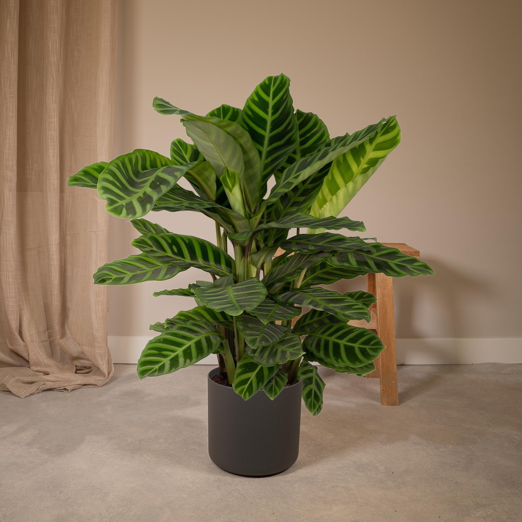 Calathea Zebrina - Pianta di pavone - Ø19cm - ↕80cm