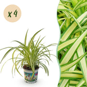 Chlorophytum comosum Variegatum - Kattengras - Huisdiervriendelijk - Bont - 4 Planten - Pot 12cm - Hoogte 25-30cm