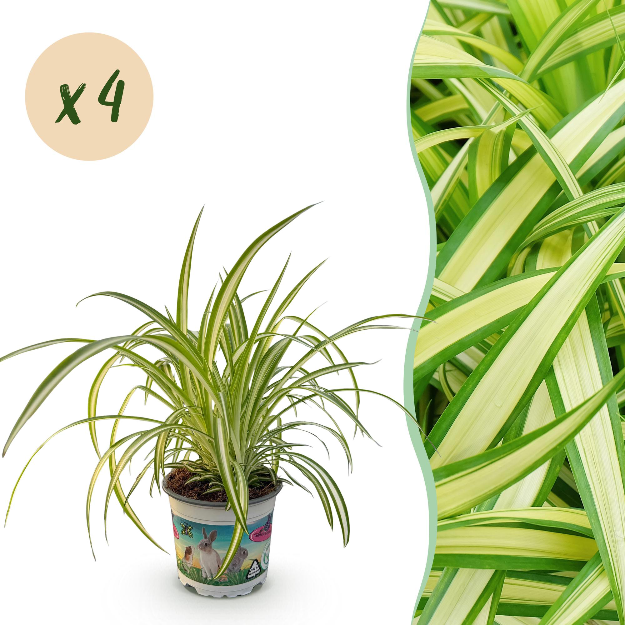 Chlorophytum comosum Variegatum - Kattengras - Huisdiervriendelijk - Bont - 4 Planten - Pot 12cm - Hoogte 25-30cm