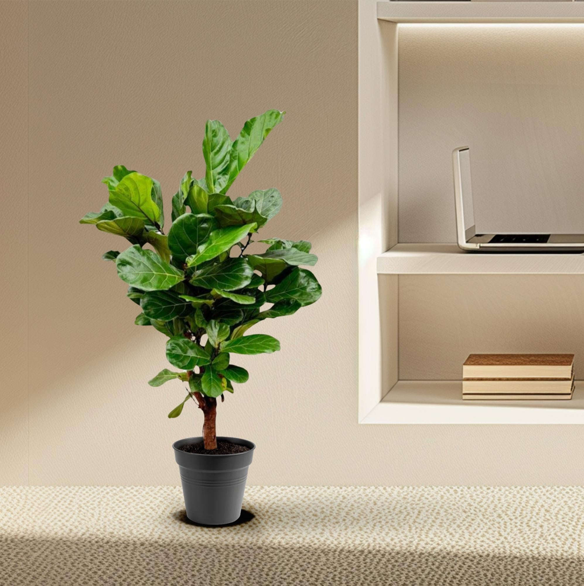 Ficus Lyrata vertakt - 130cm - ø 27cm