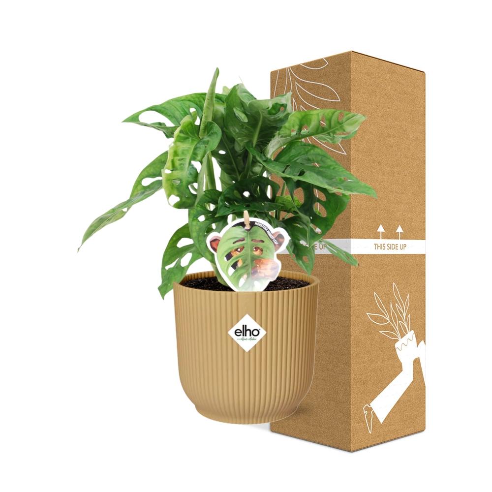 Monstera 'Monkey Leaf' in ELHO Vibes Fold 14cm gelb