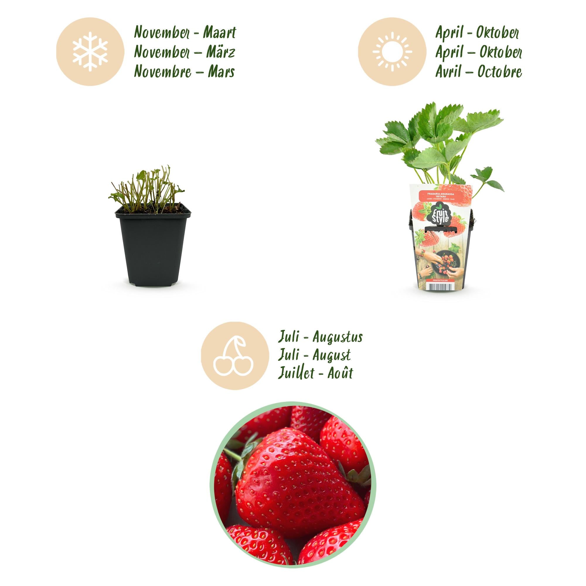 Aardbei - Fragaria Elsanta - Winterhard - 3 Planten - Pot 9 cm - Rode Aardbei