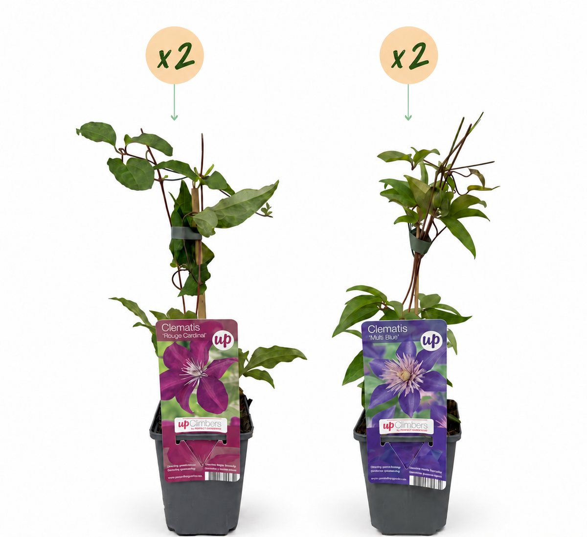 Clematis Duo Blue & Red - Bosrank Duo Blauw & Rood 4x - Blauw - Rood - Klimplant - Ø9cm - ↕35cm