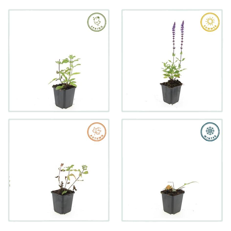 60x Salvia nem. 'Caradonna' - ↕10-25cm - Ø9cm