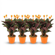 Calathea Crocata - 4x - Ø 14 cm - Hoogte: 40 - 45cm