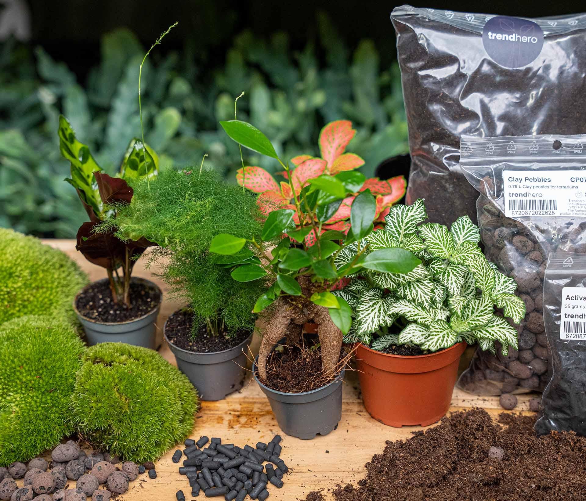 Plant terrarium package - 5 plants - Refill & Starter package - DIY