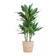 Dracaena  Janet Lindt met Sofia mand naturel - 95cm - Ø21
