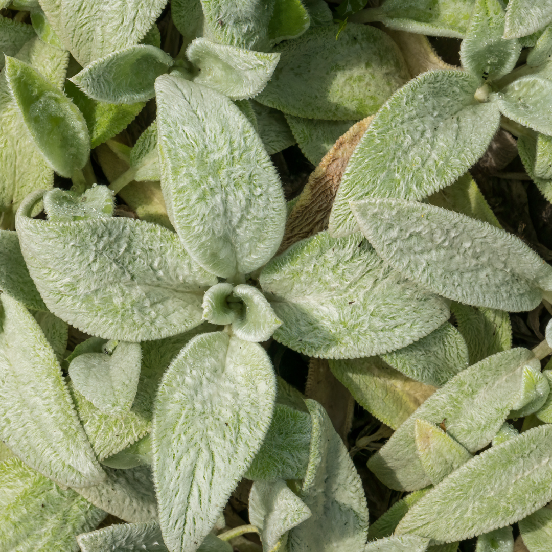 6x Stachys byzantina 'Silver Carpet' - ↕10-25cm - Ø9cm