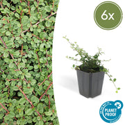 6x Cotoneaster pr. 'Regina dei tappeti' - ↕10-25cm - Ø9cm