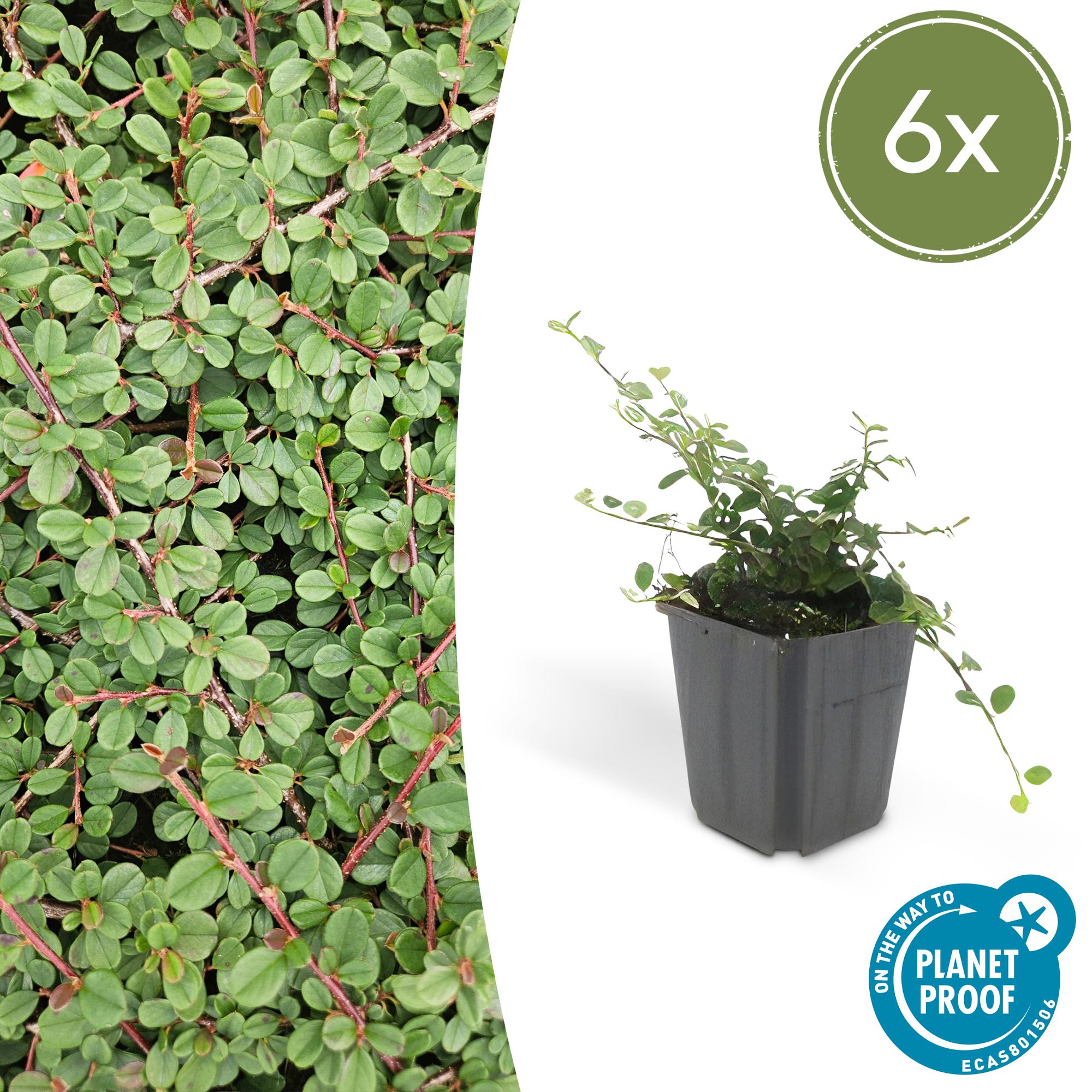 6x Cotoneaster pr. 'Regina dei tappeti' - ↕10-25cm - Ø9cm