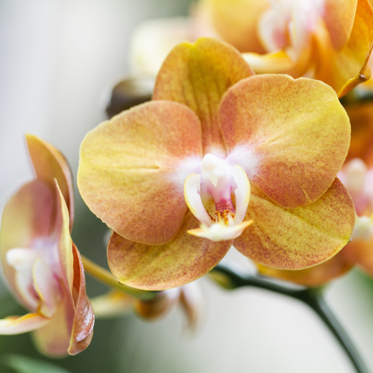 Kolibri Orchids | oranje orchideeënset in Honey dish incl. waterreservoir | drie oranje orchideeën Las Vegas12cm | Mono Bouquet wit met zelfvoorzienend waterreservoir