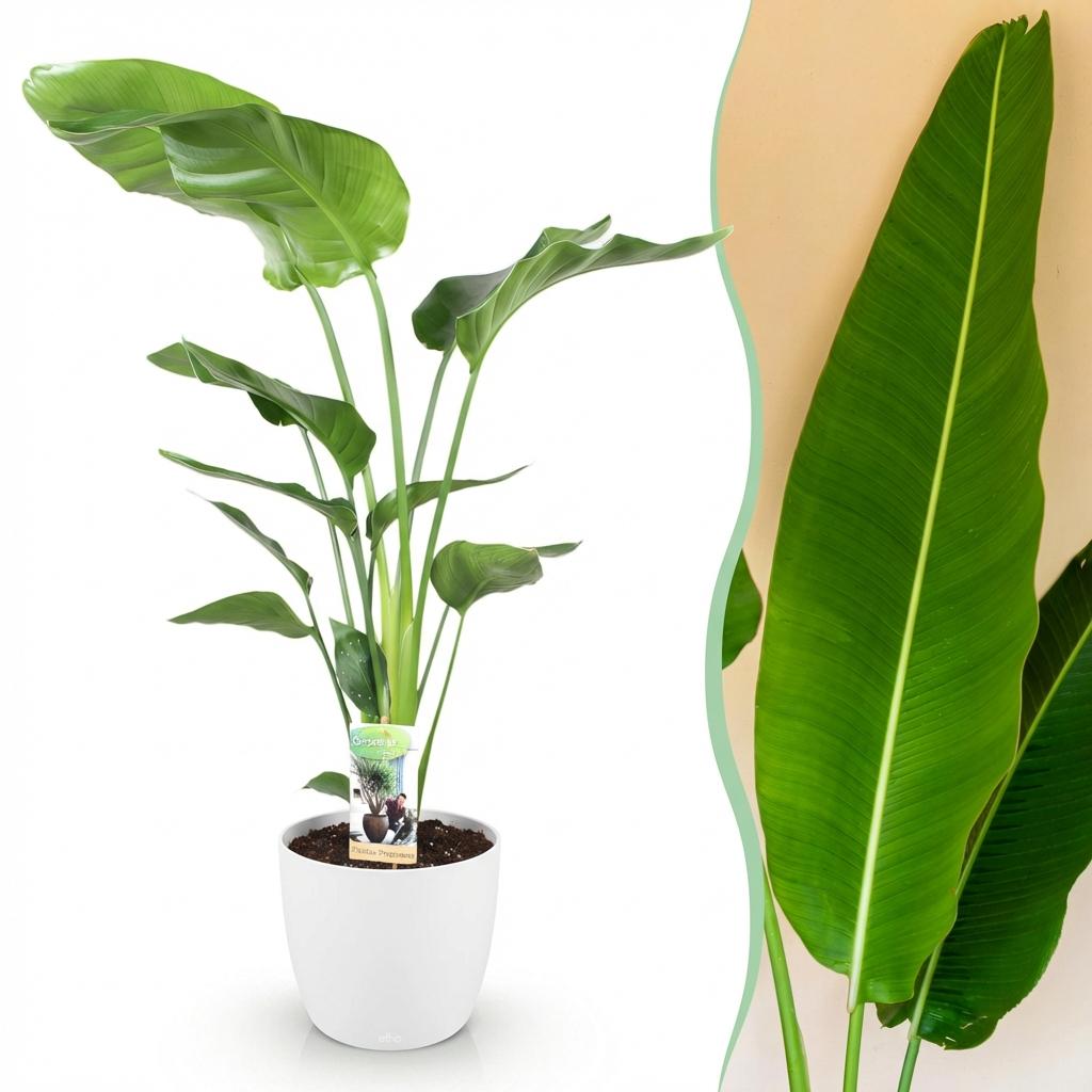 Strelitzia Nicolai - Paradijsvogelbloem - met Potter Wit - Pot 21cm - Hoogte 110-120cm