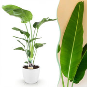 Strelitzia Nicolai - Paradijsvogelbloem - met Potter Wit - Pot 21cm - Hoogte 110-120cm