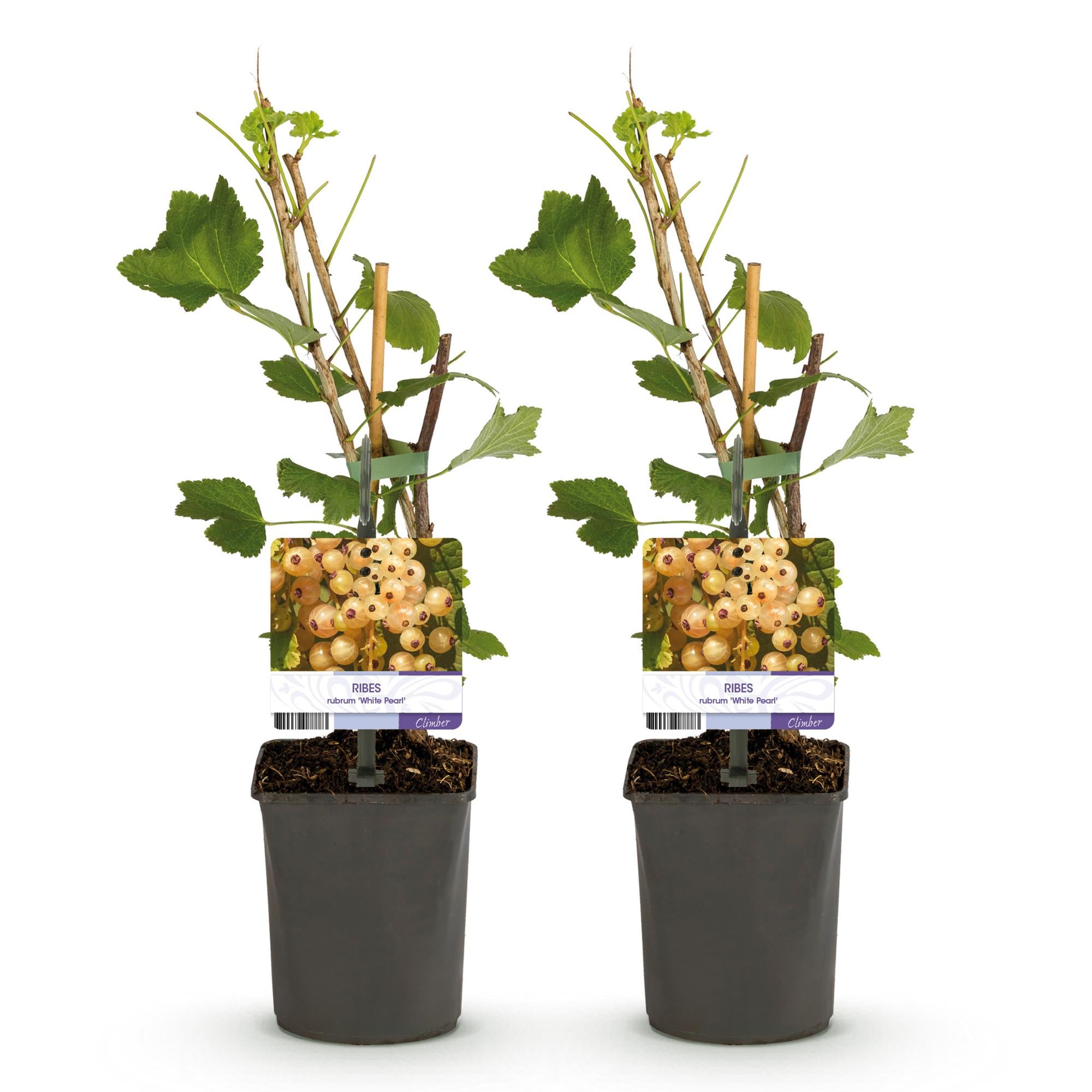 Green boutiQ - Pianta da frutto - Ribes - Ribes rubrum White Pearl - Ribes bianco - 2 piante - Vaso 11cm Altezza 40cm