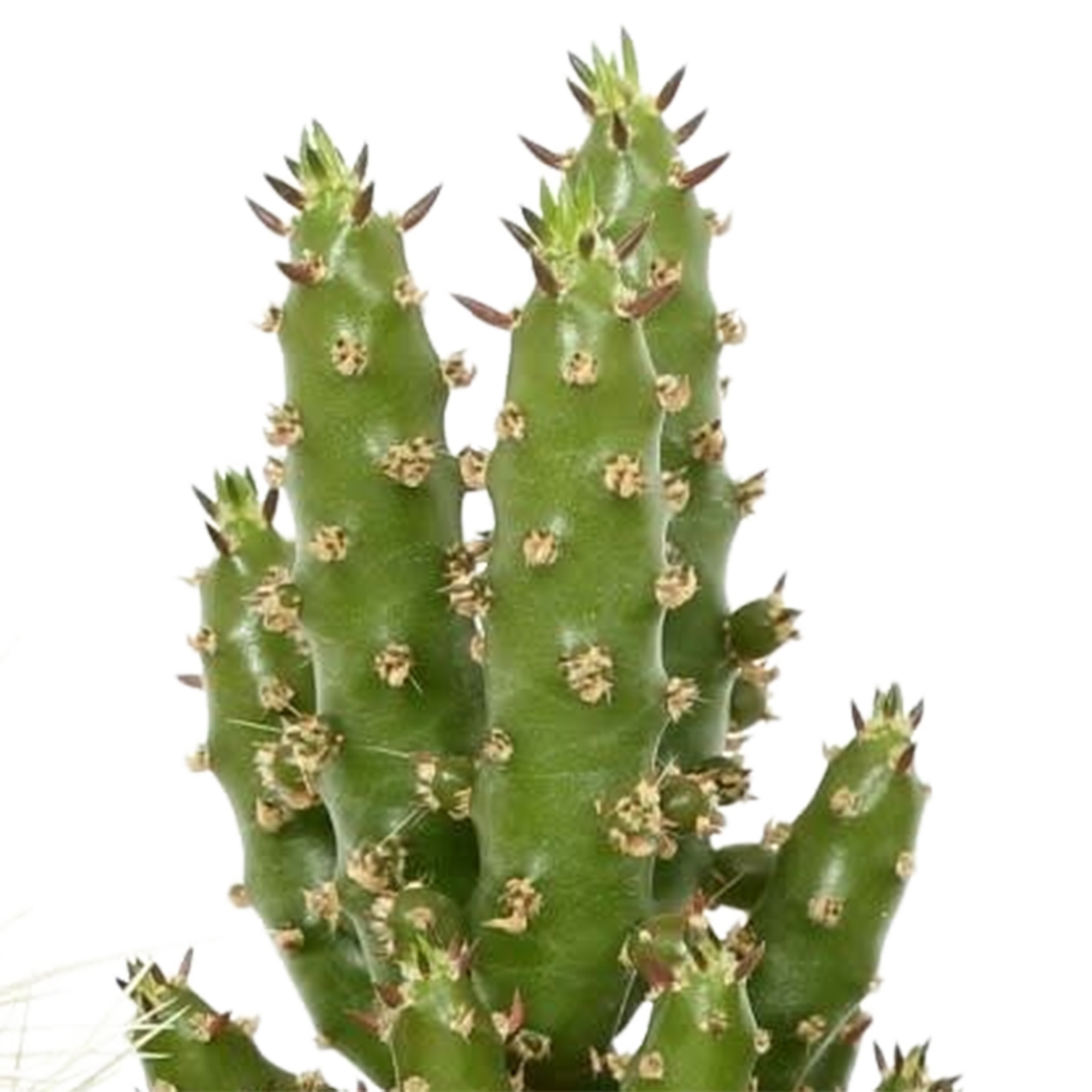 Mélange pour cactus 5,5 cm - 5x - en pot mexicain