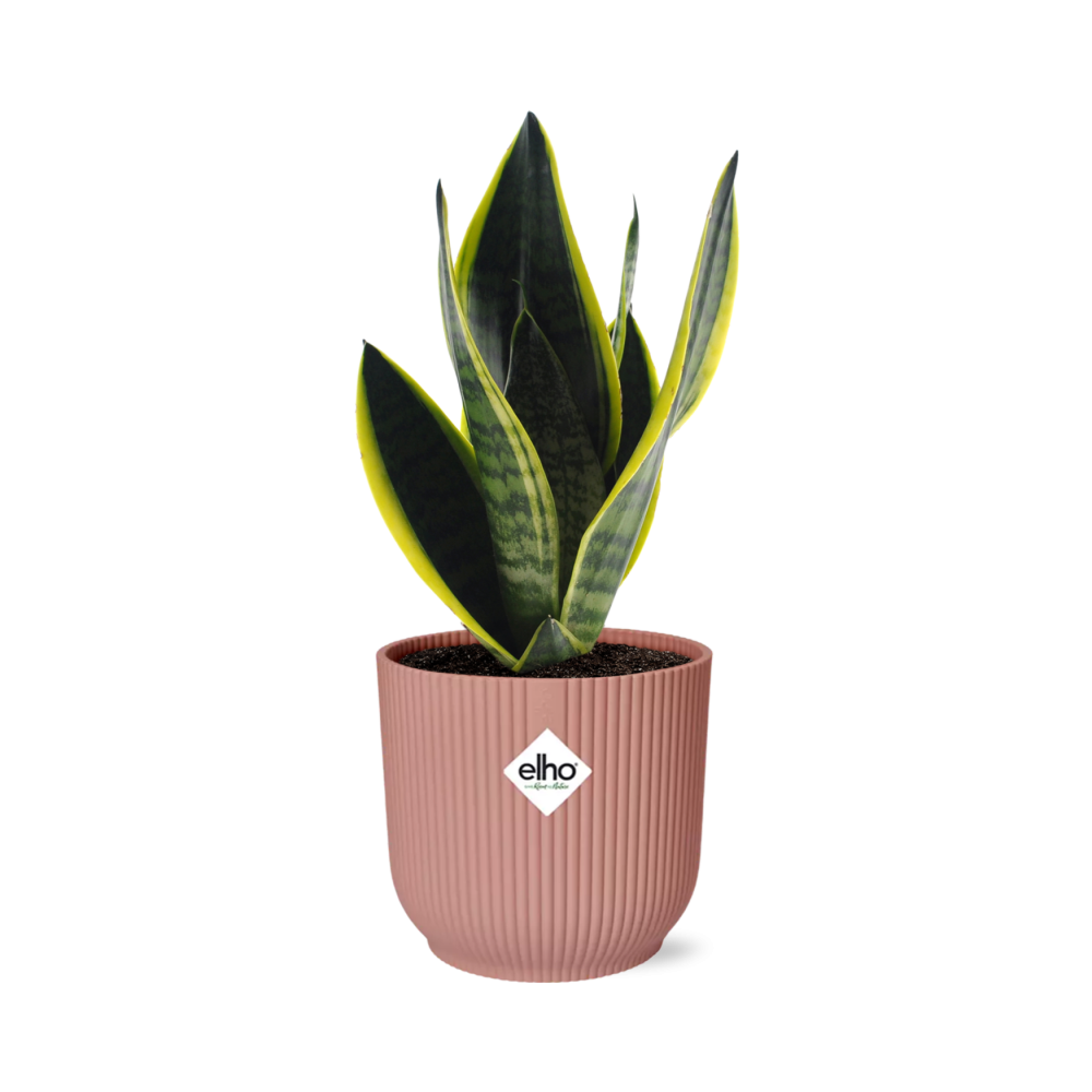 Sansevieria Futura Superba en ELHO Vibes Fold 14cm rosa