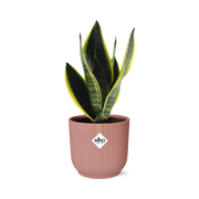Sansevieria Futura Superba en ELHO Vibes Fold 14cm rosa
