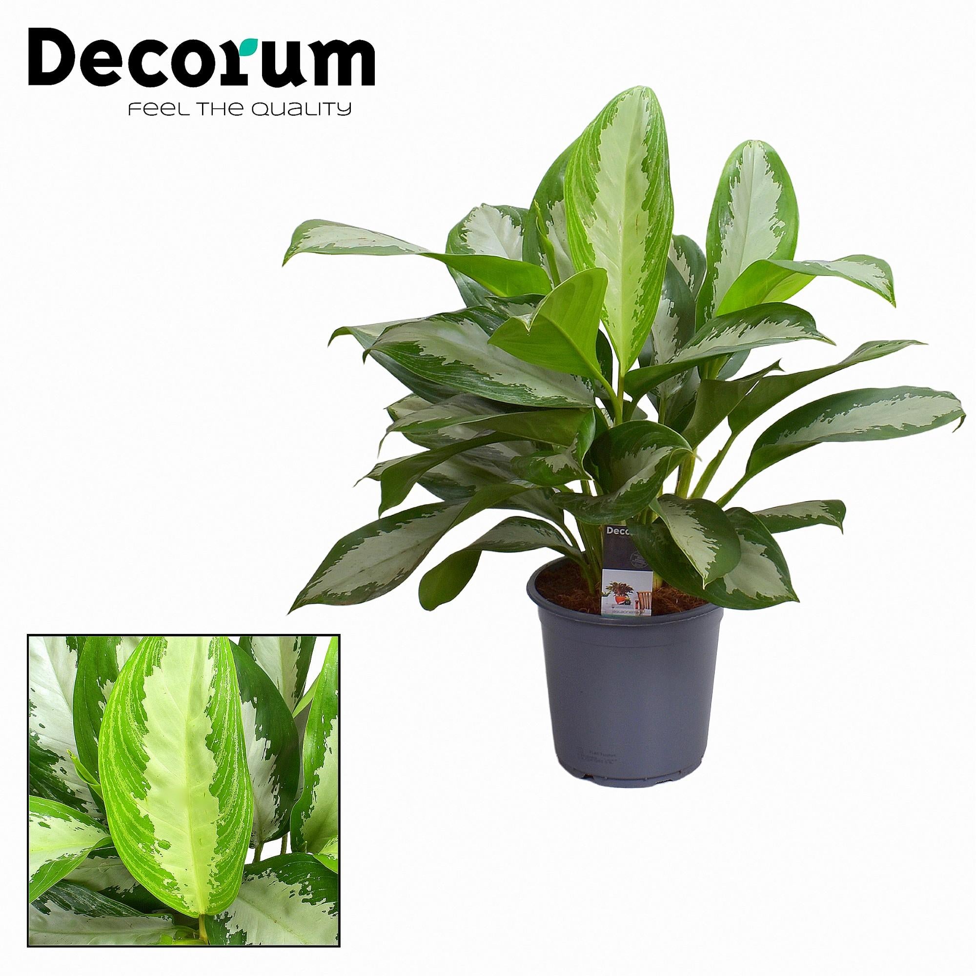 Aglaonema Baie Diamant - Ø21cm - ↕80cm