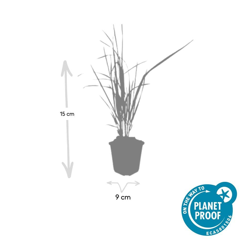 12x Calamagrostis acute. 'Karl Foerster' - ↕10-25cm - Ø9cm
