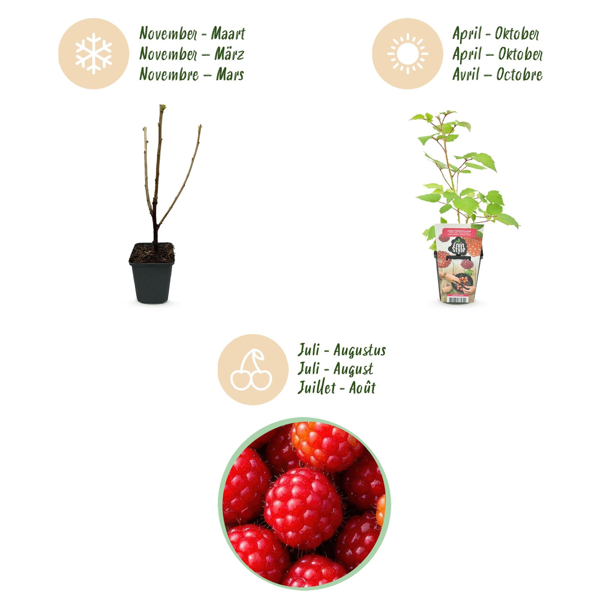 Japanse Wijnbes - Rubus Phoenicolasius - Winterhard - 6 Planten - Pot 9 cm - Rode Bes