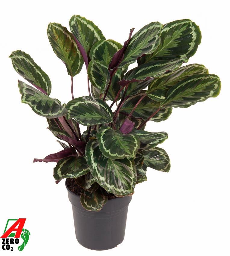 Calathea-Medaillon – 80 cm – Ø 24 cm