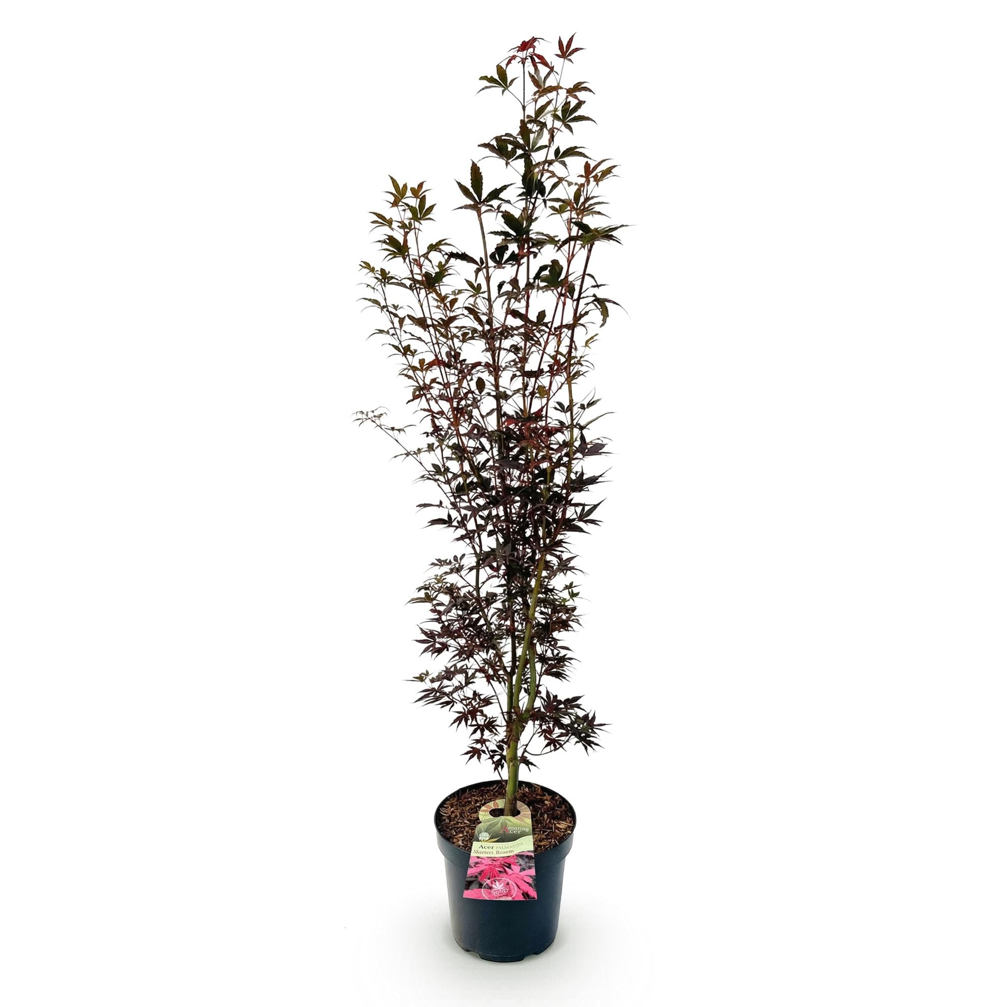 Acer palmatum Skeeters Broom - Japanse Esdoorn - Bladverliezend - Rood - 1 - Pot 26cm - Hoogte 90cm