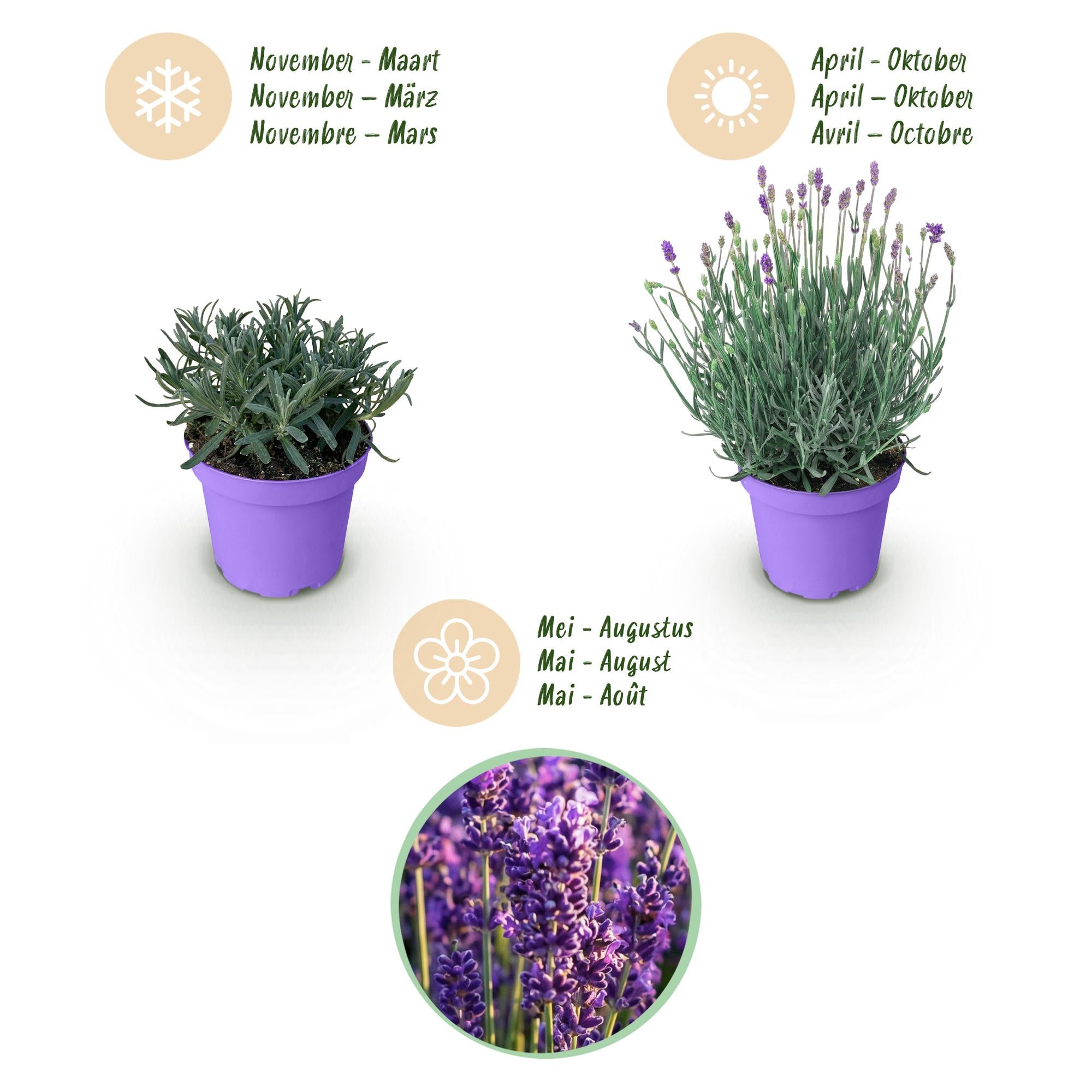 Lavandula angustifolia Munstead - Lavendel - Winterhard - Paars - 18 Planten - Pot 12cm - Hoogte 20-25cm