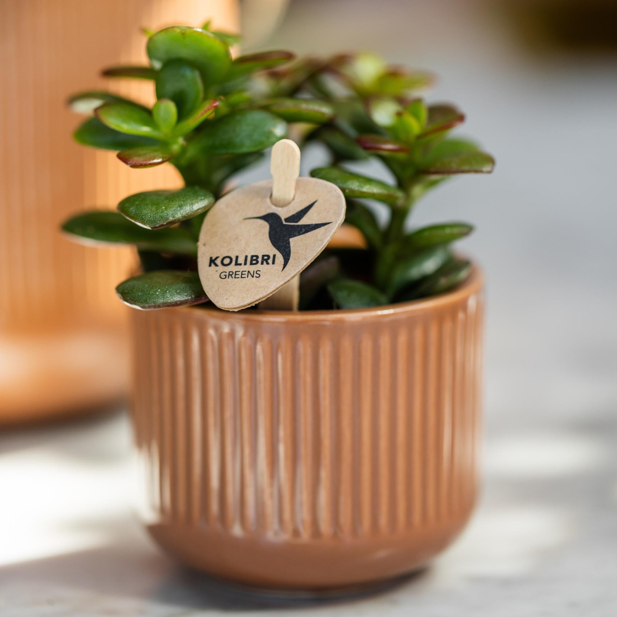 Kolibri Greens | Groene plant - Succulent Crassula Minor potmaat Ø6cm | groene kamerplant - vers van de kweker