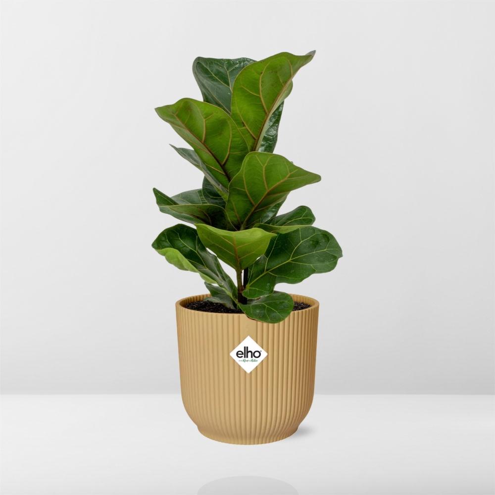 Ficus lyrata 'Bambino' en ELHO Vibes Fold 14cm jaune